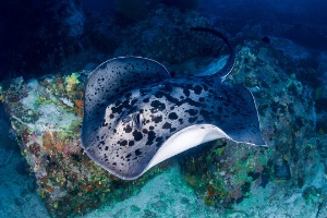 Marbled ray
