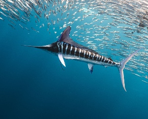 Marlin