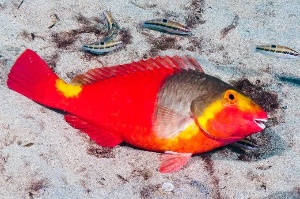 Mediterranean parrotfish