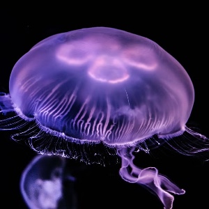 Moon jellyfish