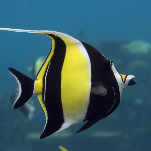 Moorish idol