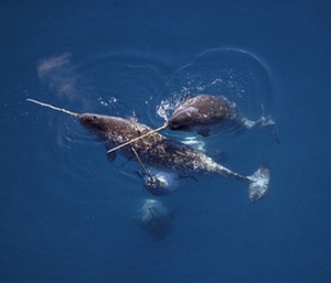 Narwhal