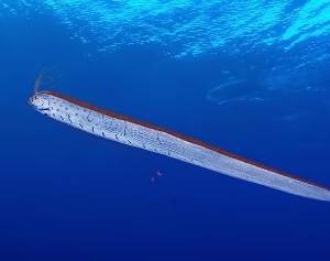 Oarfish
