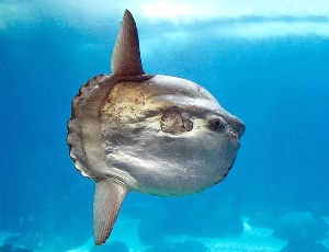 Ocean sunfish