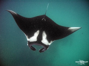 Oceanic manta