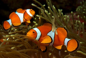 Orange clown fish