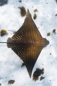 Ornate eagle ray