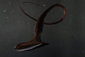 Pelican eel