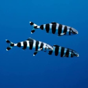 Pilot fish