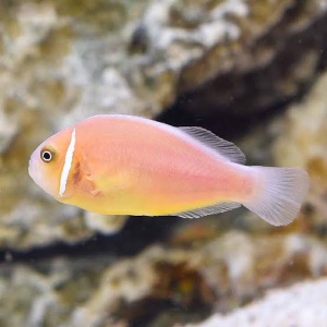 Pink skunk clown fish