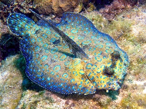 Plate fish