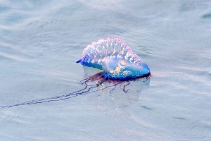 Portuguese man of war