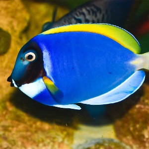 Powderblue tang