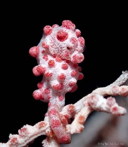 Pygmy seahorse