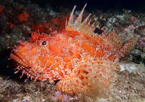 Red scorpionfish