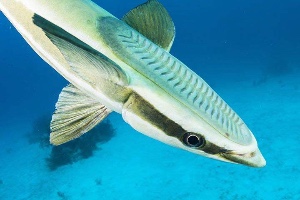 Remora