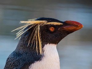 Rockhopper penguin
