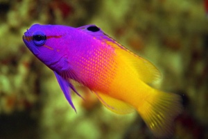 Royal dottyback