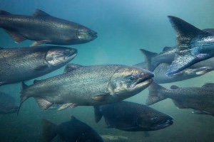 Salmon