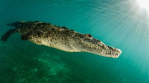 Saltwater crocodile
