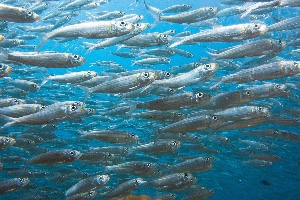 Sardine