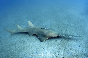 Sawfish