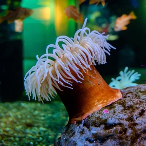 Sea anemone