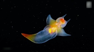 Sea angel