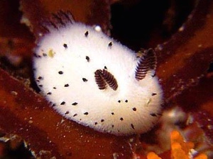 Sea bunny