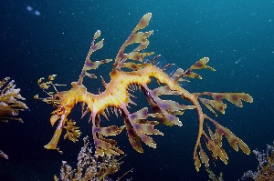 Sea dragon