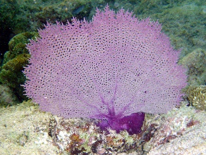 Sea fan