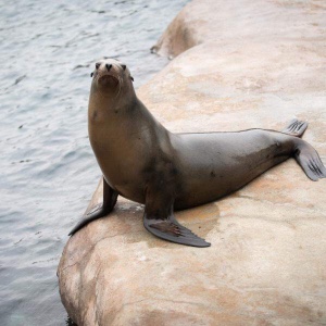 Sea lion
