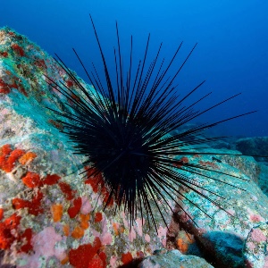 Sea urchin