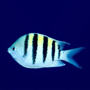 Sergeant major fish