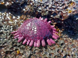 Shingle urchin