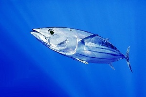 Skipjack tuna
