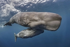 Sperm whale