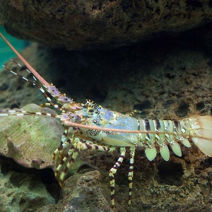 Spiny lobster