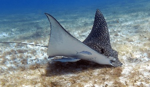 Spotted eagle ray