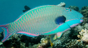 Spotted parrot fish