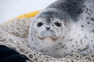 Spotted seal