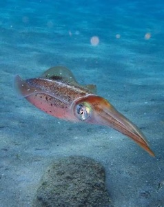 Squid