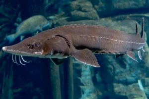 Sturgeon
