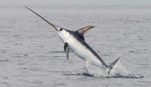 Swordfish