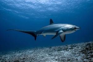 Thresher shark