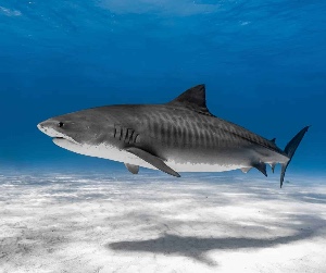 Tiger shark