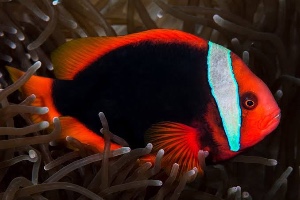 Tomato clown fish