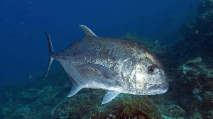 Trevally