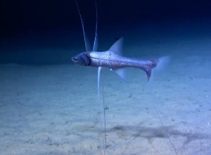 Tripod fish