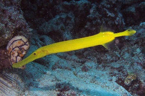 Trumpet fish
